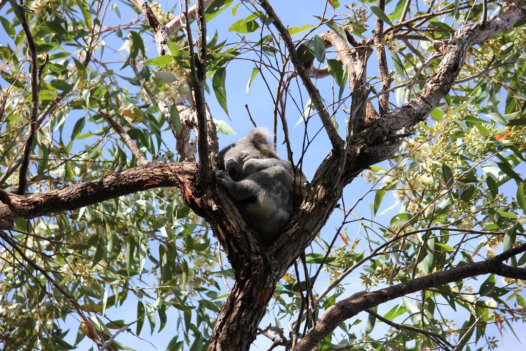 Koala Shores Holiday Park Lemon Tree Passage Extérieur photo